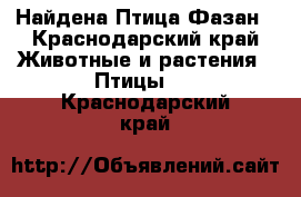 Найдена Птица Фазан - Краснодарский край Животные и растения » Птицы   . Краснодарский край